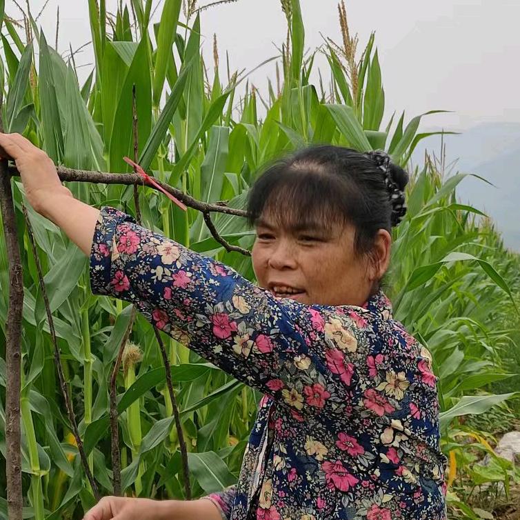 上善若水，不定时开播