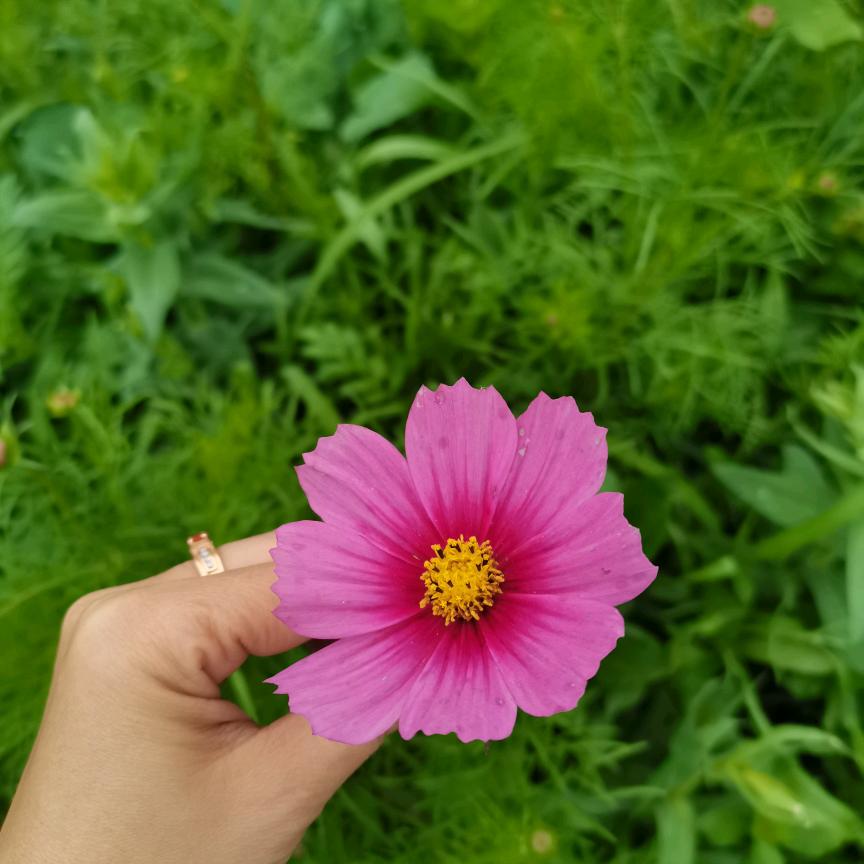 盟羊羊