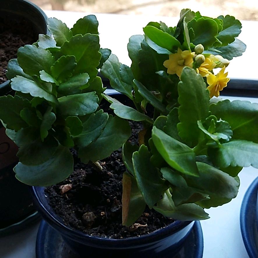 🌸花开花落🌸