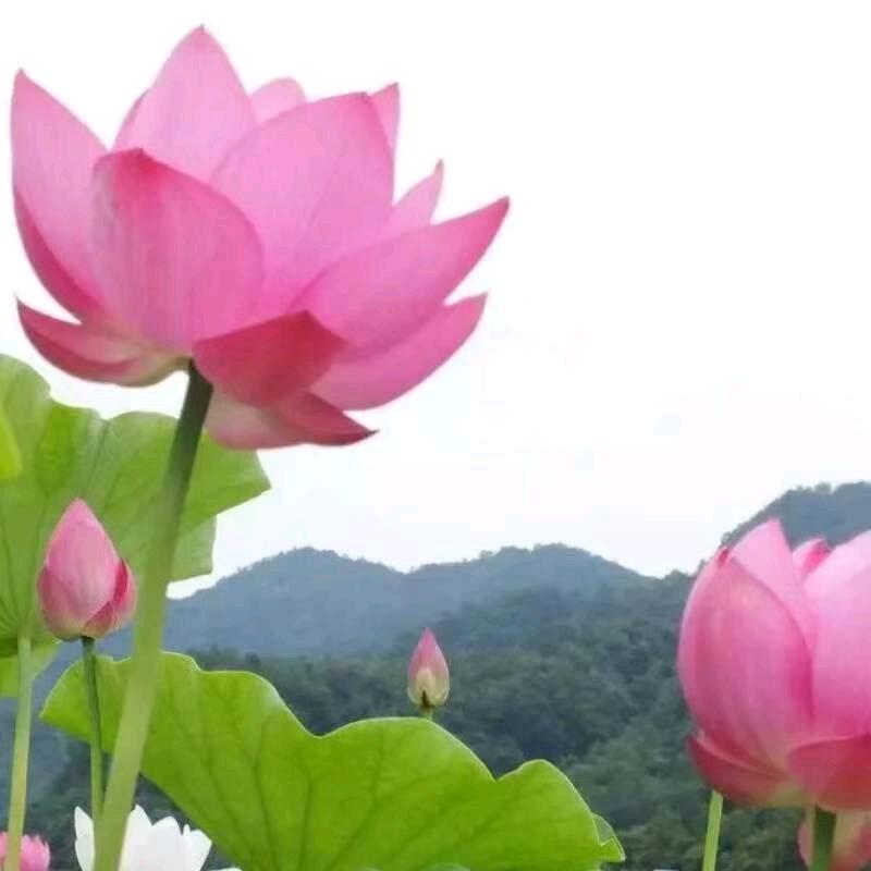 岩岩