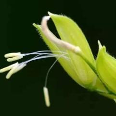 🌾稻花@香里说