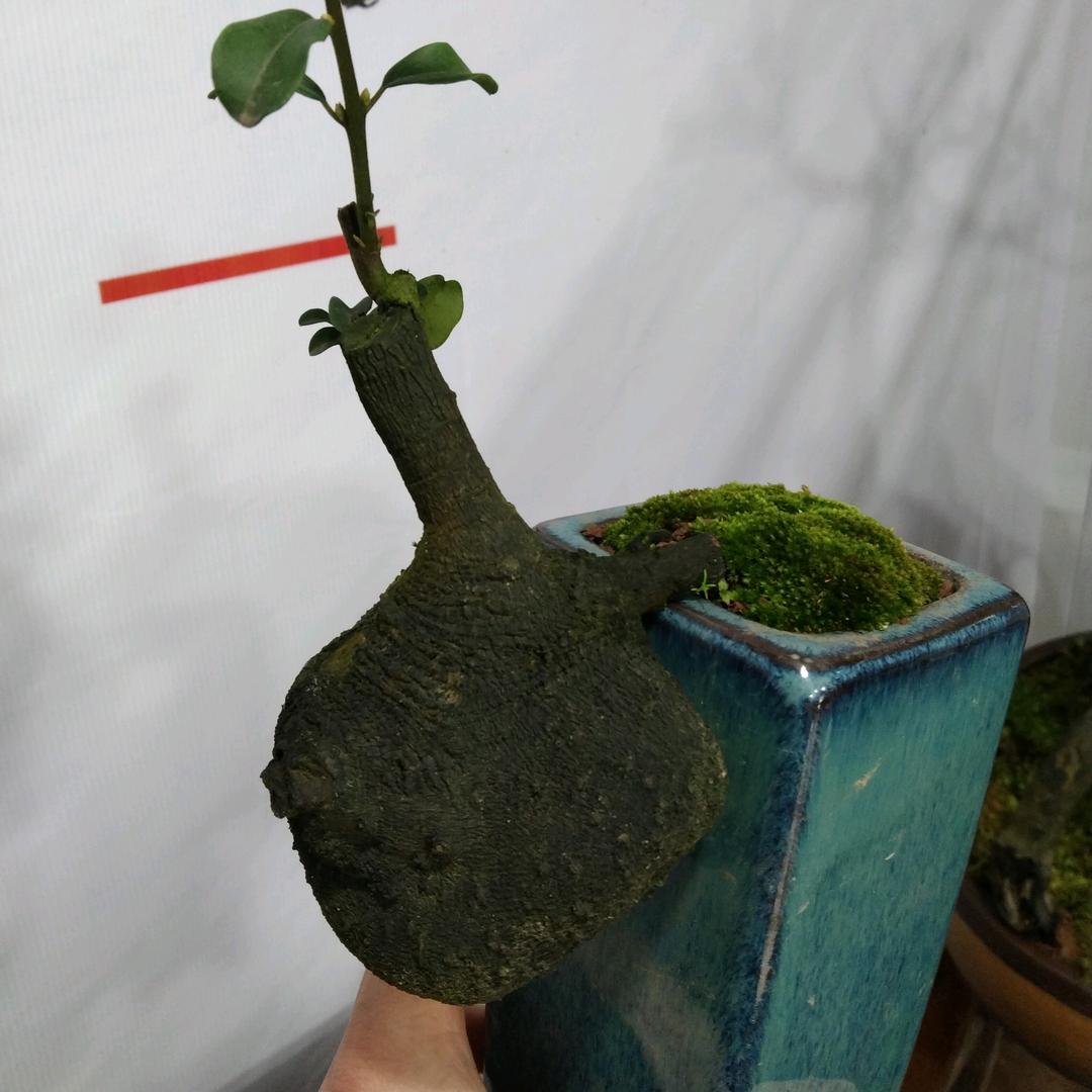 飞扬金弹子花卉