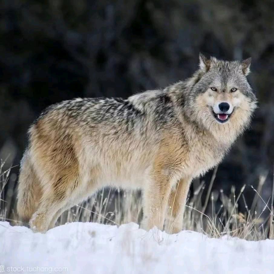 ཧོར་རྫ་ ， ，