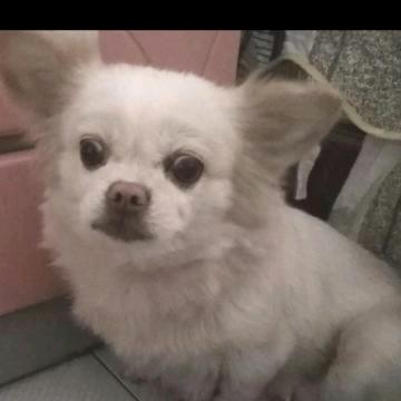 一只路过的萌新