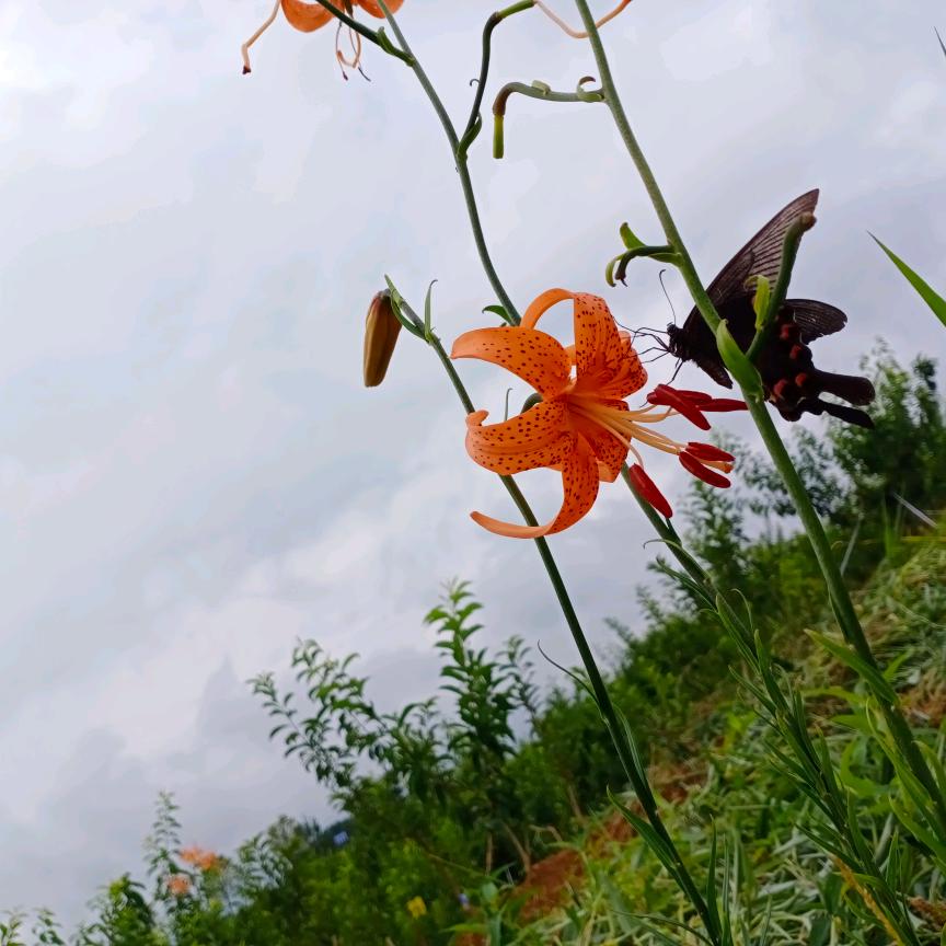 串串烧