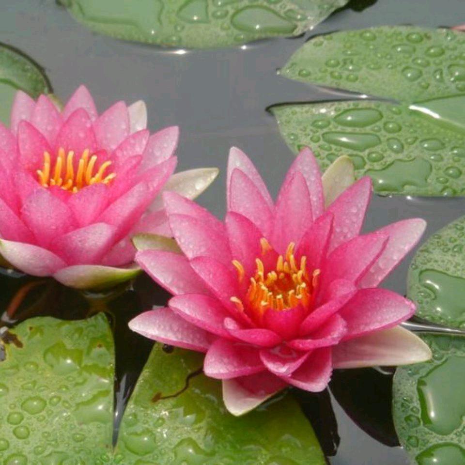 莲花盛开🌸