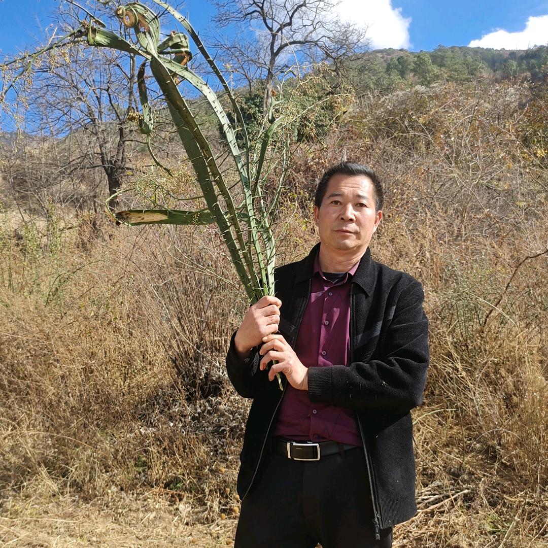 丽江雪山路隧道桥西侧李敬华中草