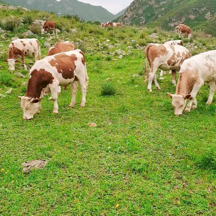 老兵养牛（万头肉牛牧区）