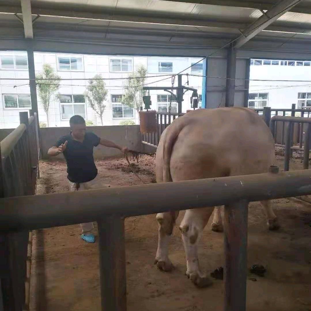 泌阳夏南牛老郑