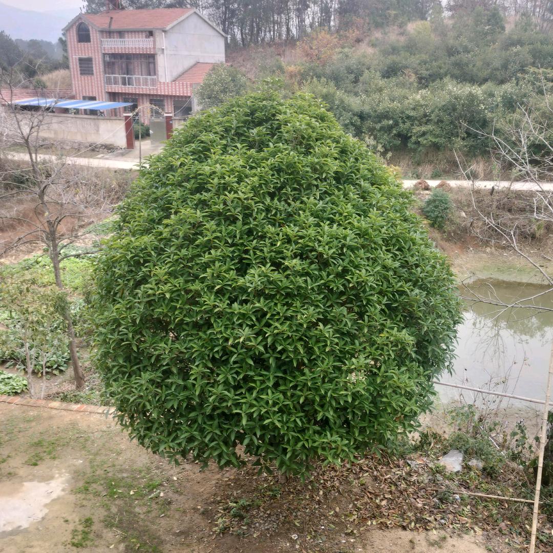 新洲王相朋