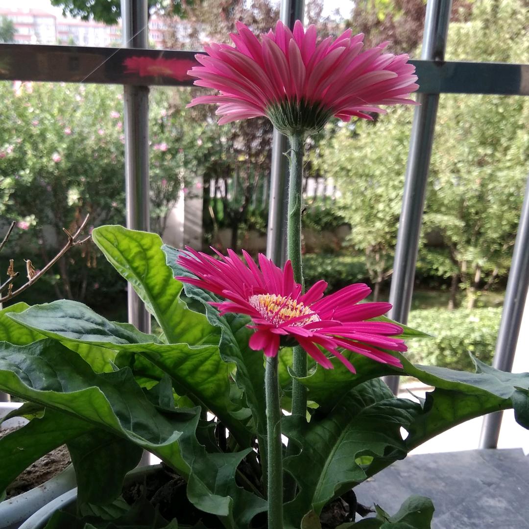 伊