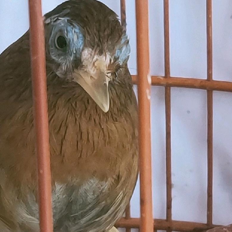 爱鸟人