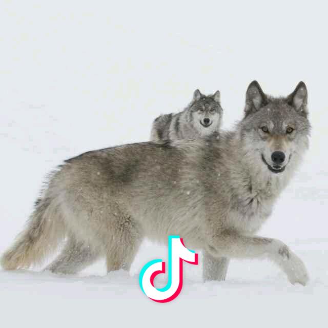 狼