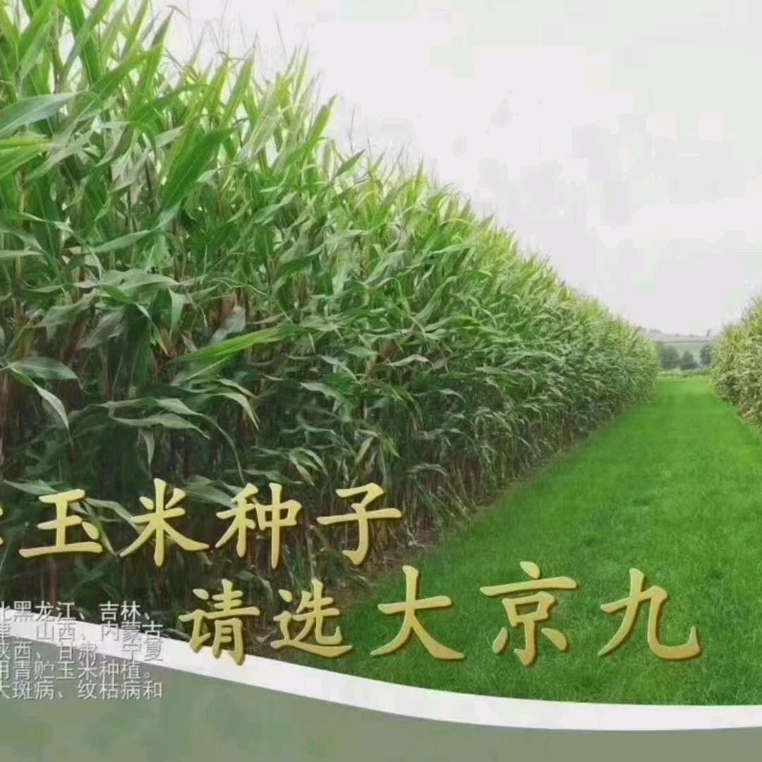北京大京九青贮种子