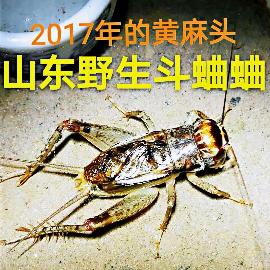 莘县商科聚斗蟀（将帅府）