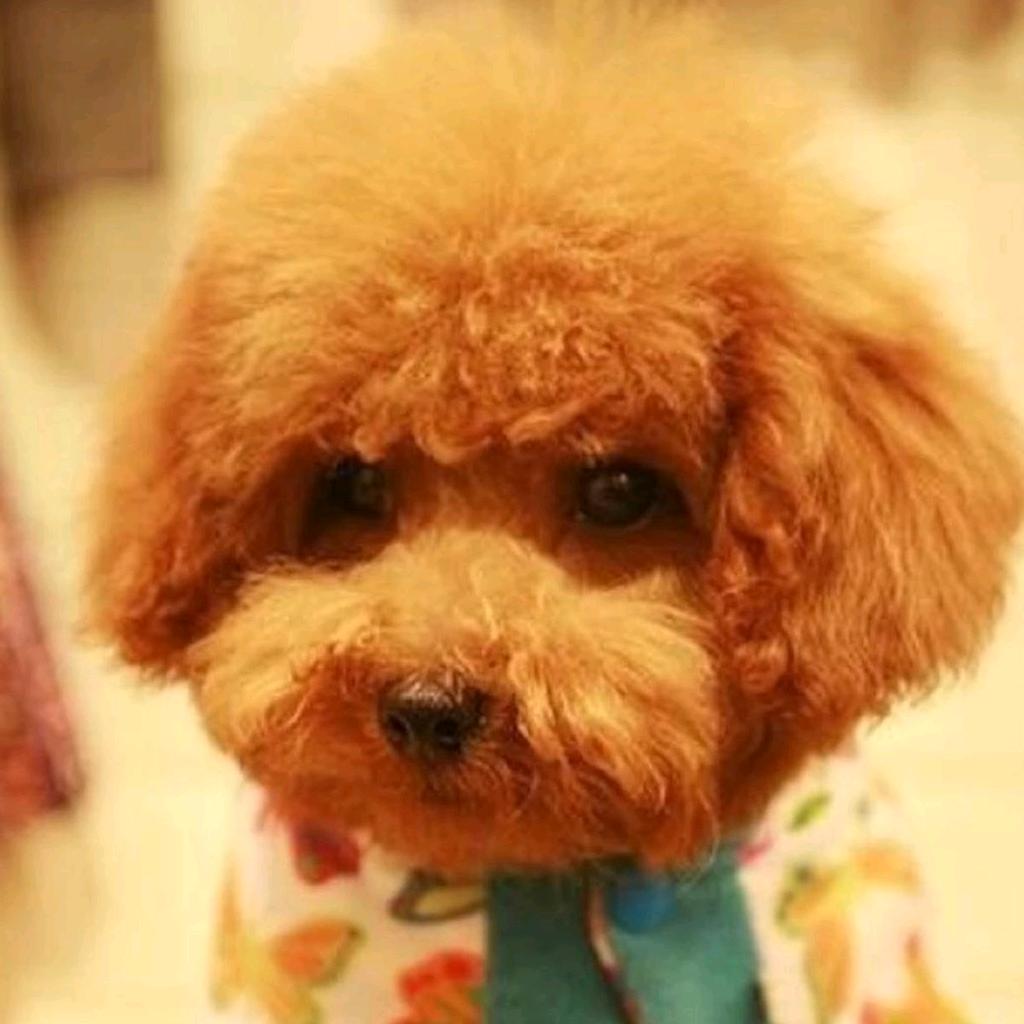 玉君毛孩宠物馆( •̥́ ㉨ •̀ू )