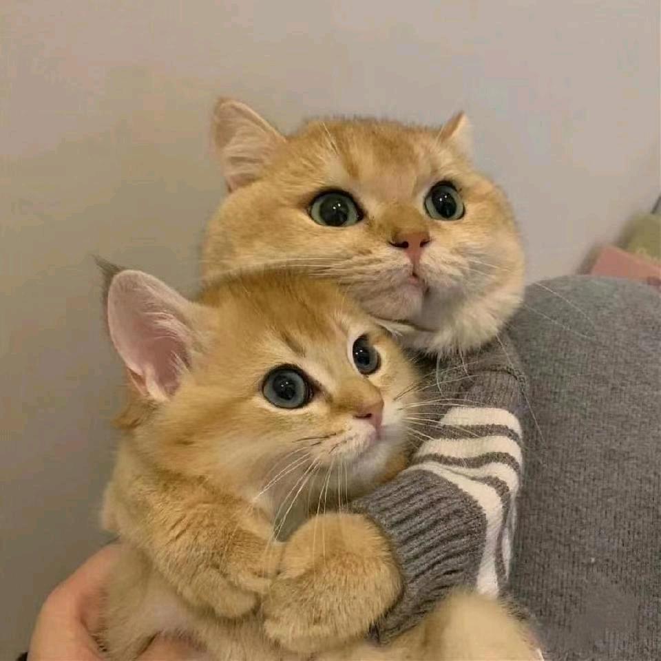 呆
