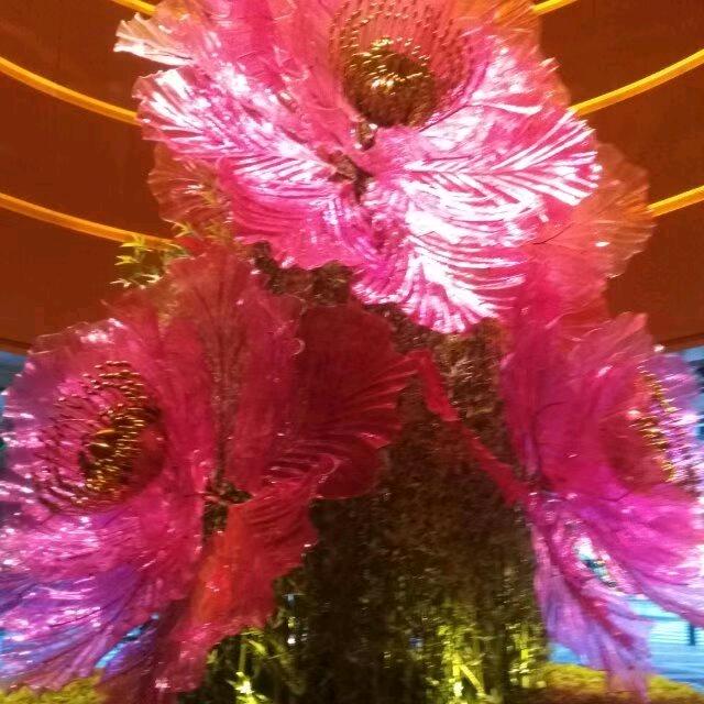 好运来(≧∇≦)/