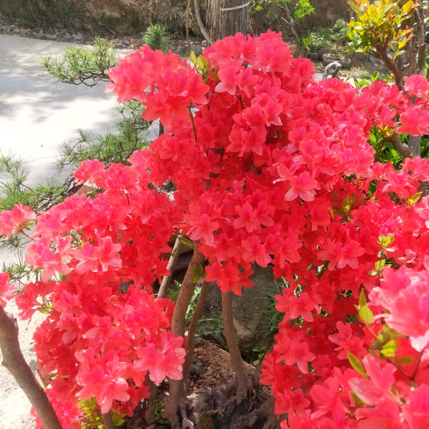 梦圆