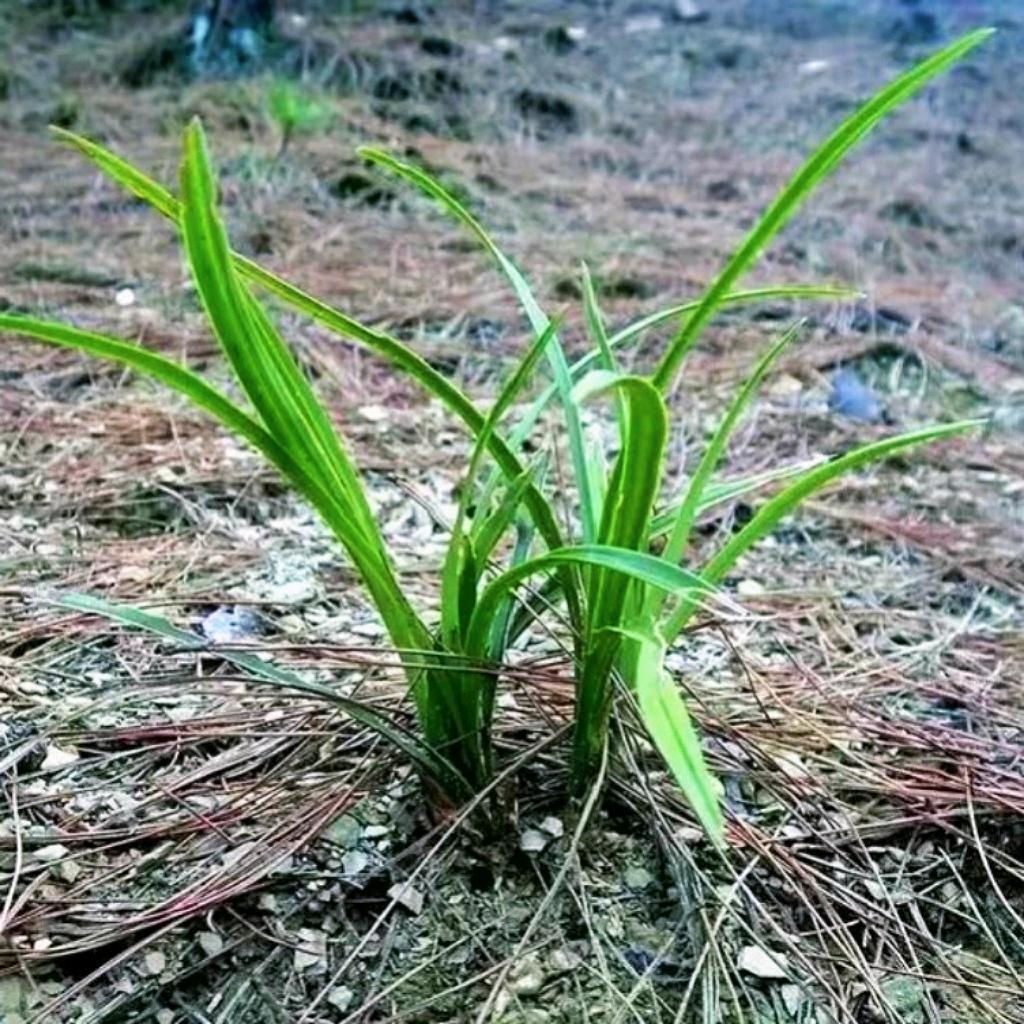 蕙馥兰乡