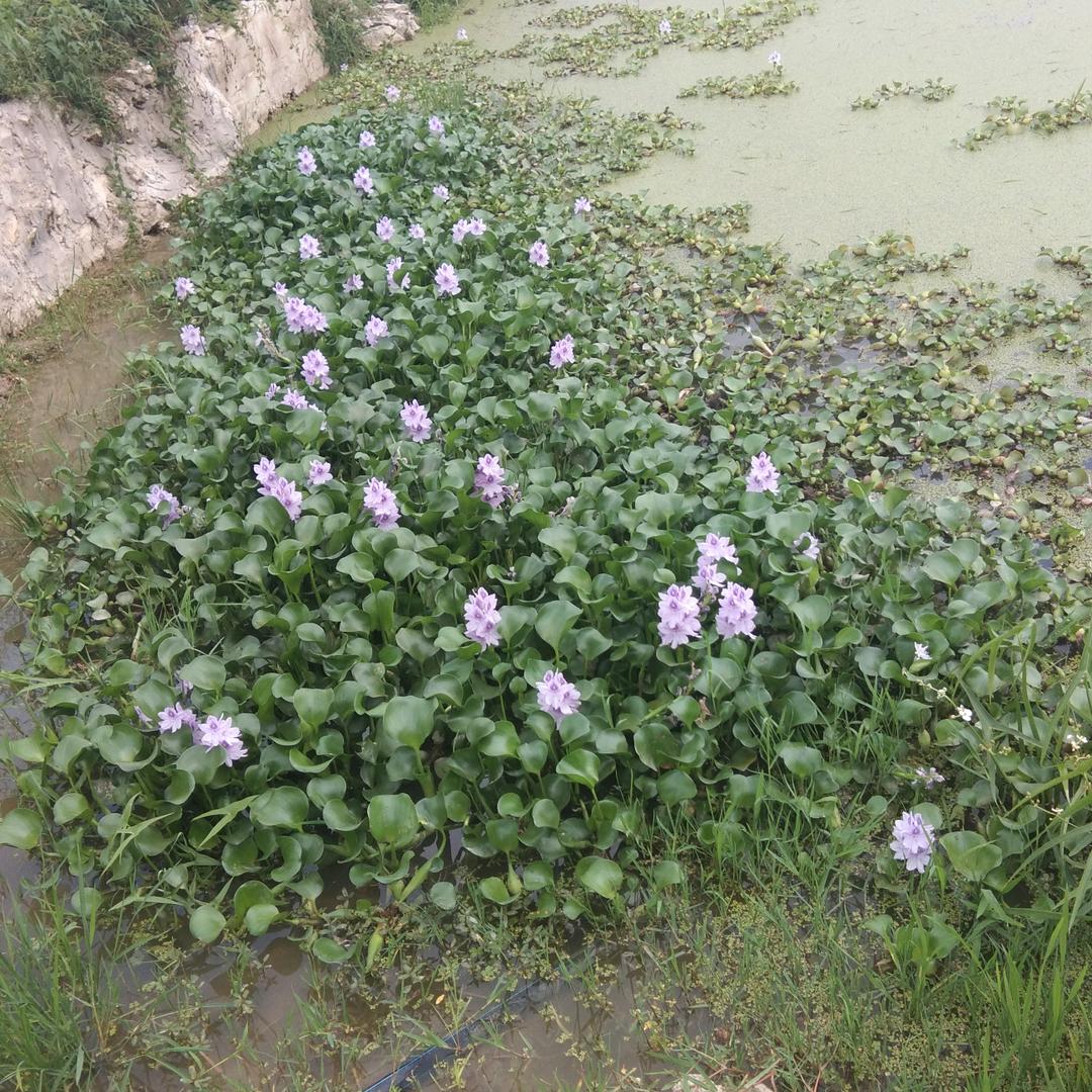 无语😳头像