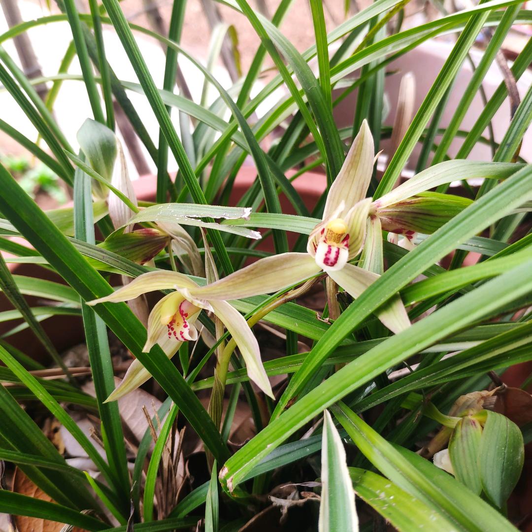 燕子不会飞✪ω✪