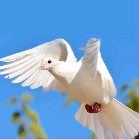 幸福美满的生活