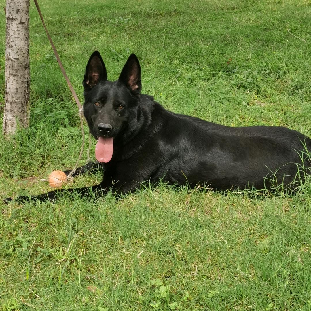 磊哥犬舍。