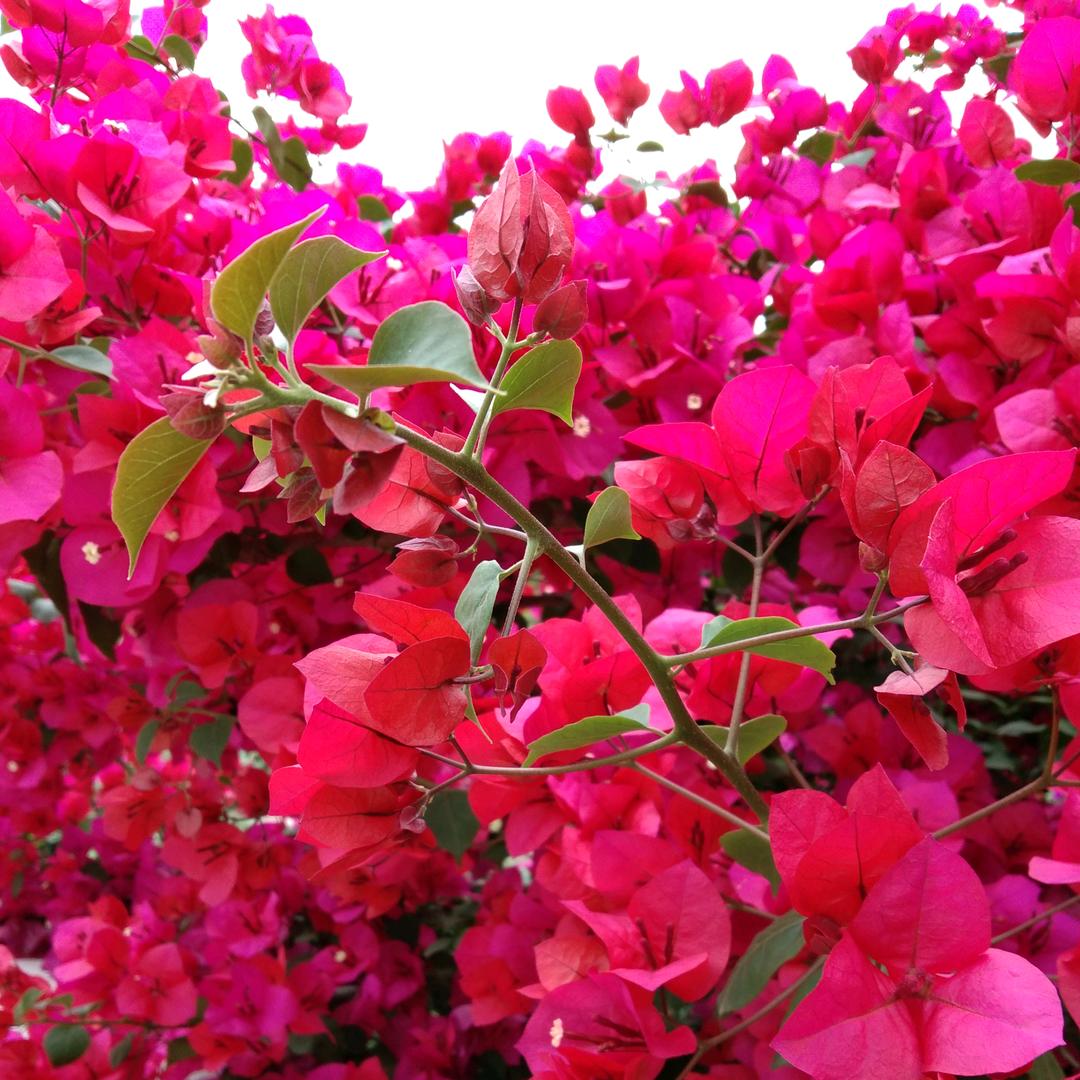 春暖花开