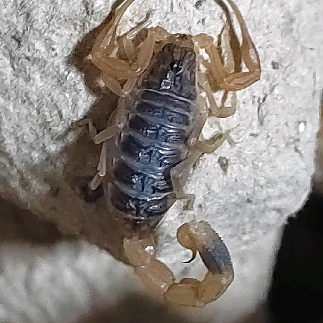 洛阳蝎子养殖