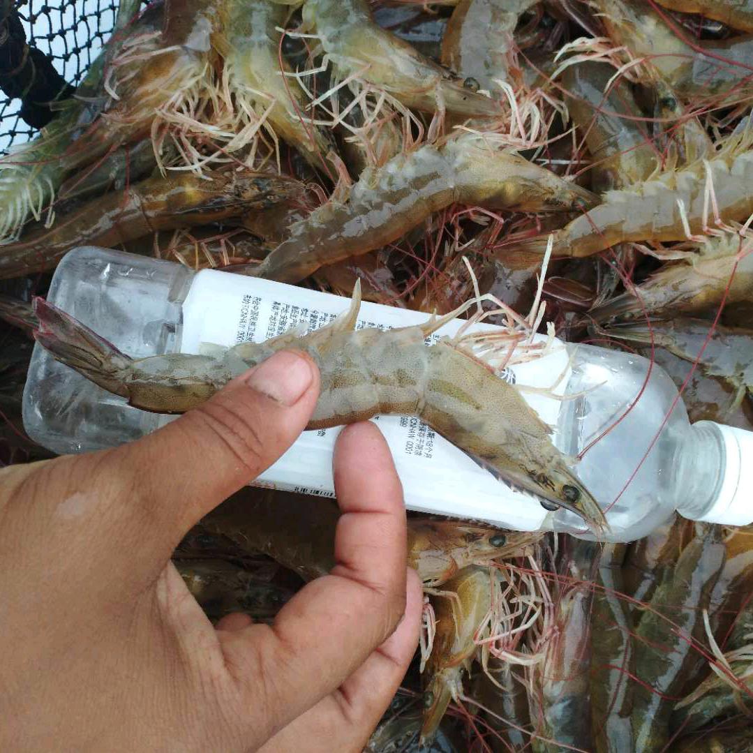 侯镇春晖水产