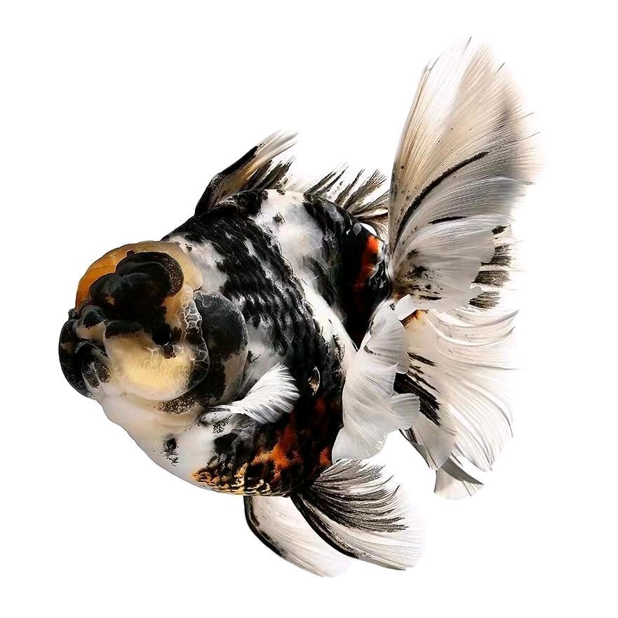 炫彩甄渔 (卖饲料 玩路亚)