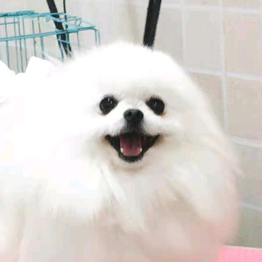 小博美白白
