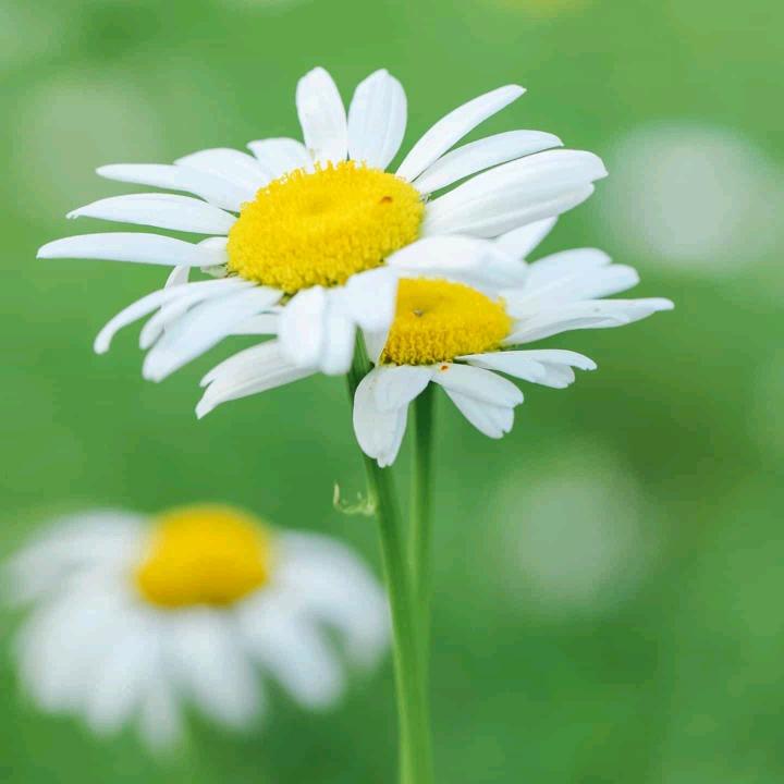 静等花🌼开