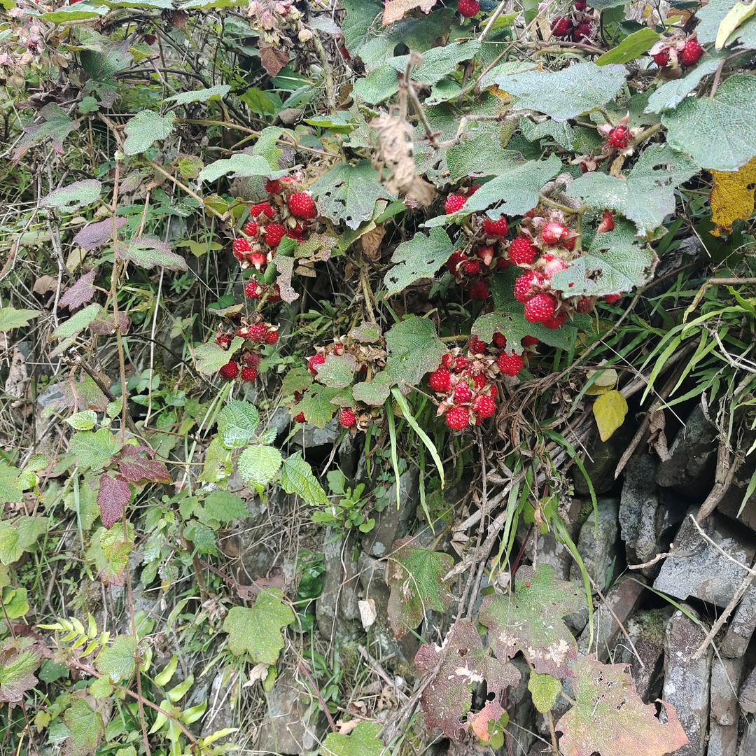 我是农村情哥哥