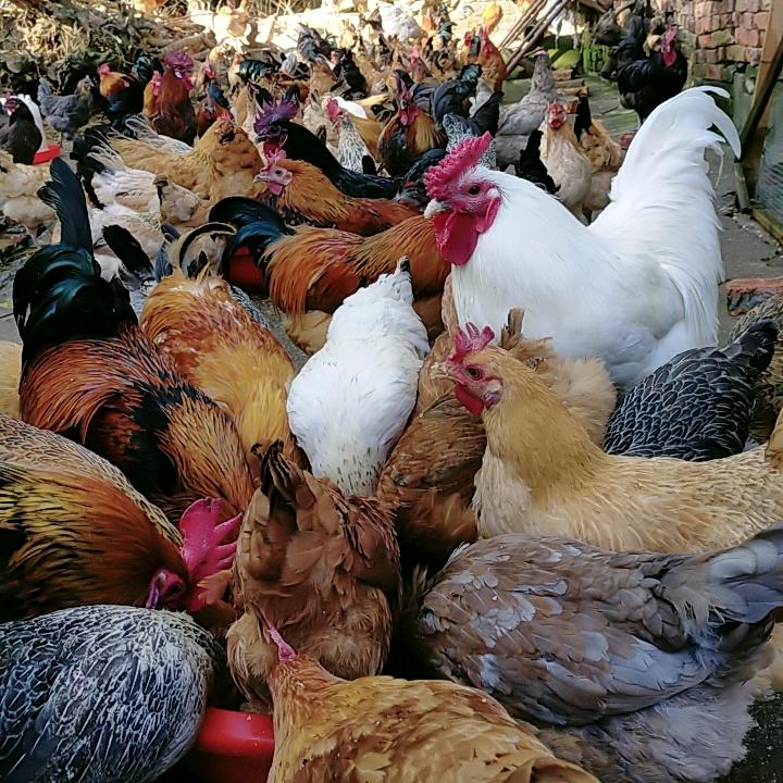 彭莱自然农场