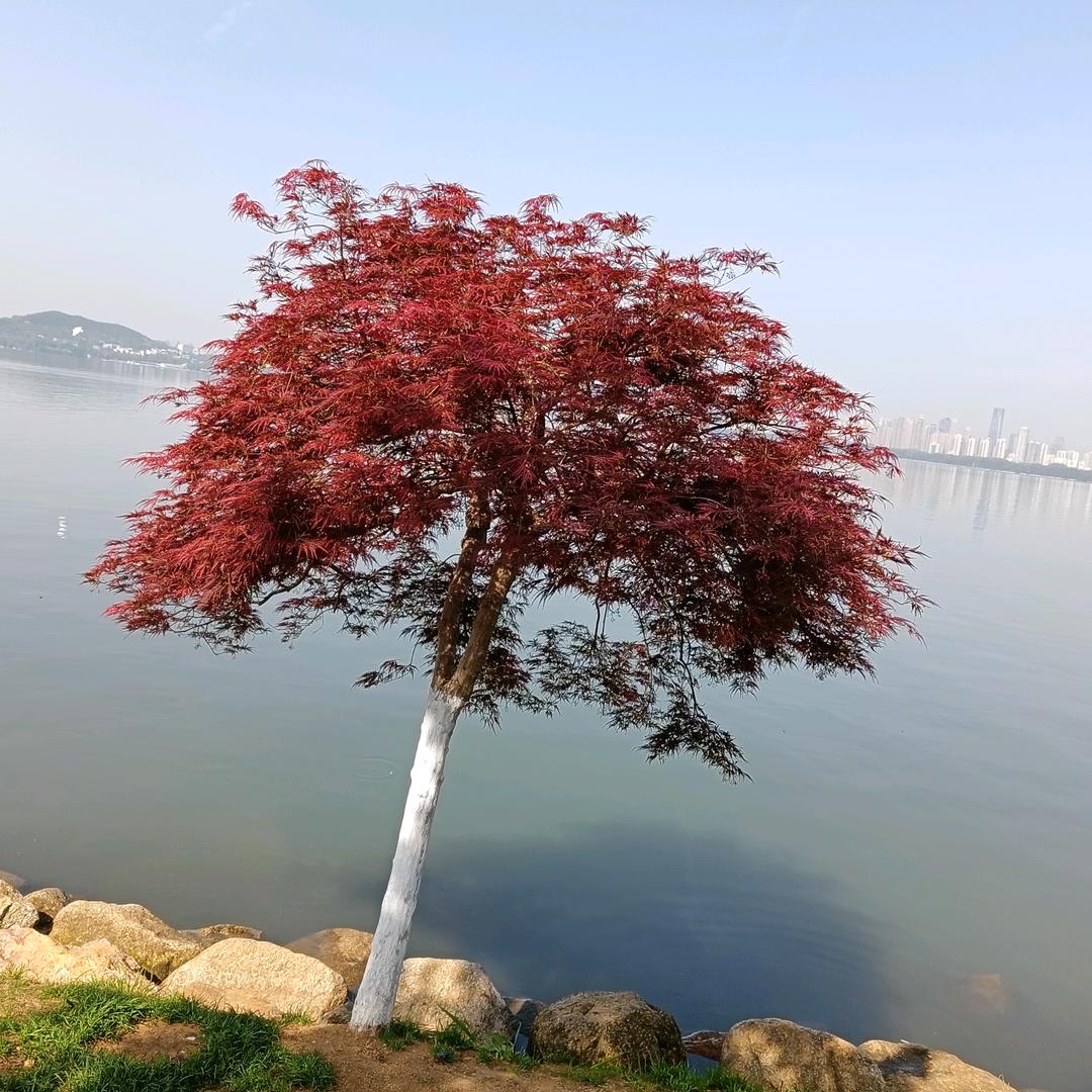 仙林
