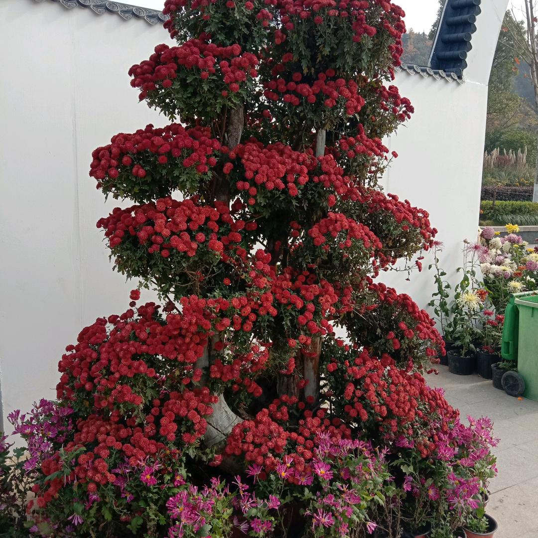 用户情非得已6143489359927