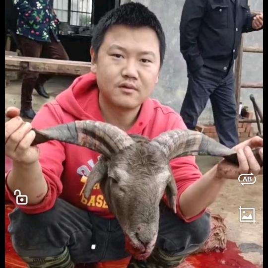 赵家塅现宰羊狗