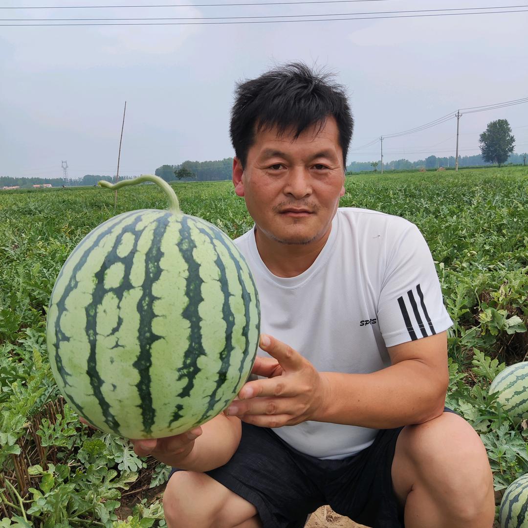 鼎研泽田西瓜