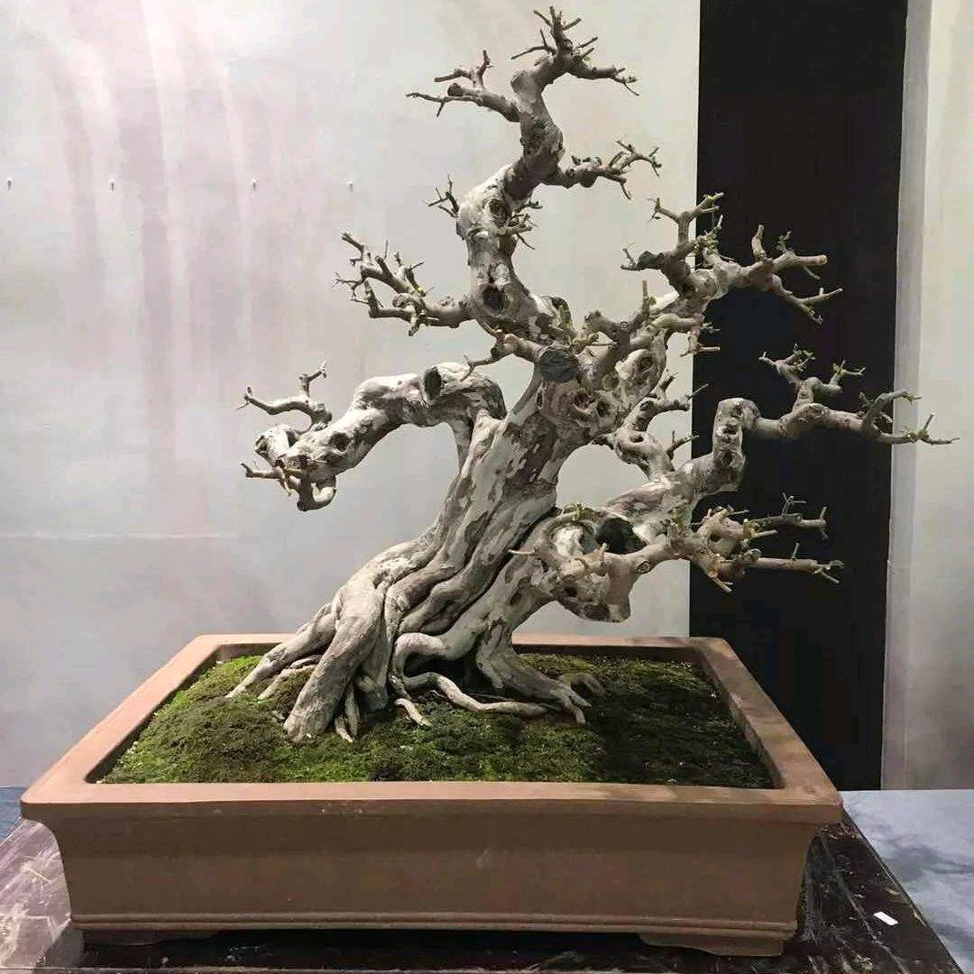 花都古桩盆景园