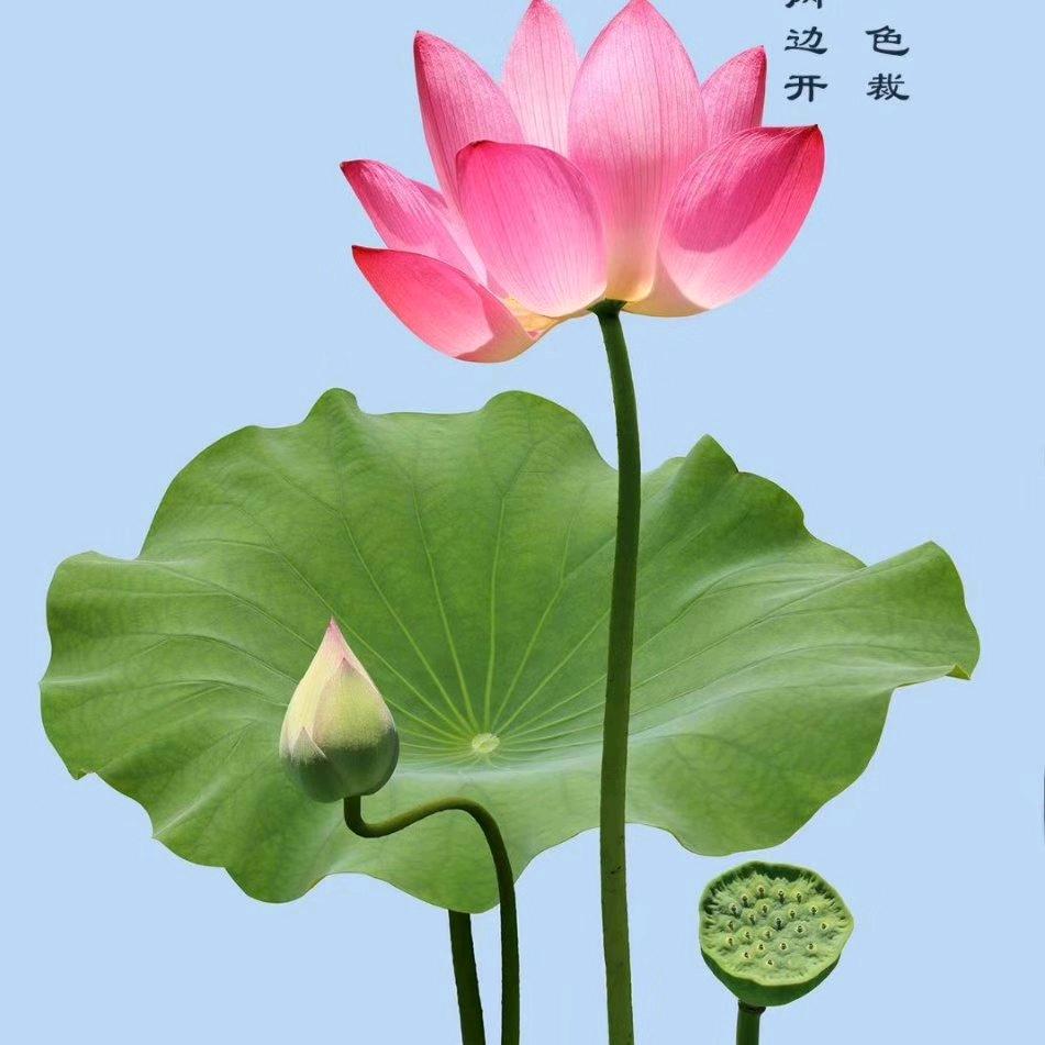 阿Q