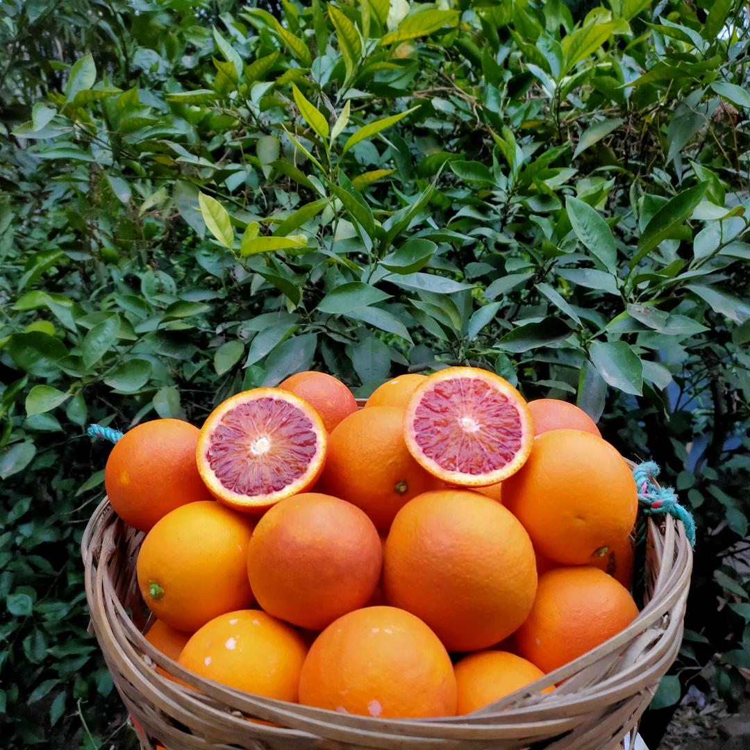 🍊橙心橙意🍊