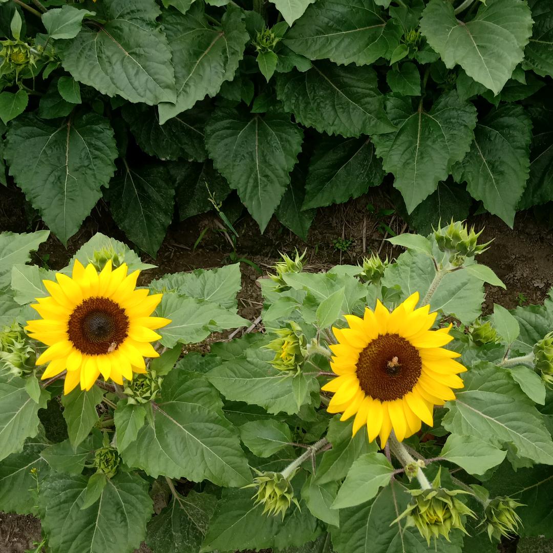 输过败过但不曾怕过7483