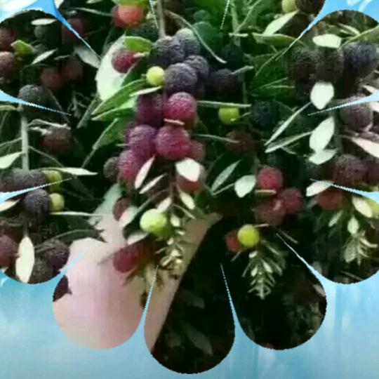 用户3087023321874梅子