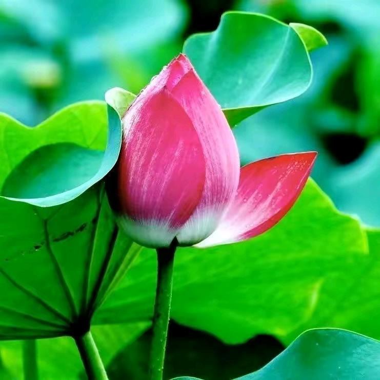 荷塘月色🌸