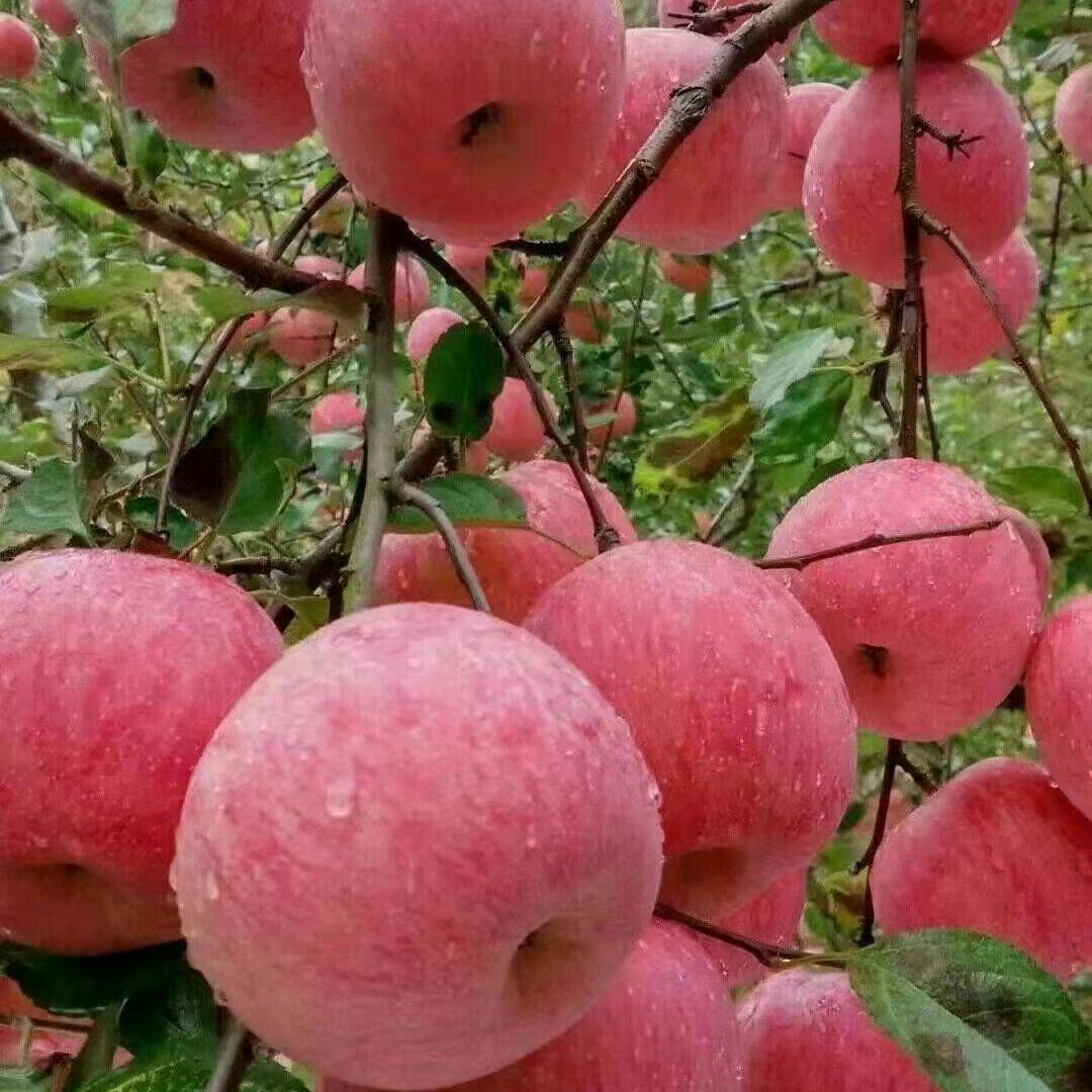走马观花