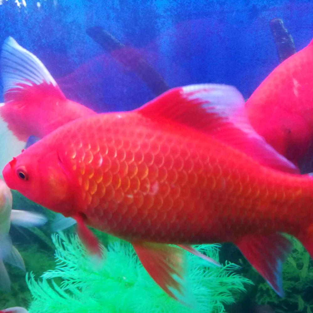 想吃美食