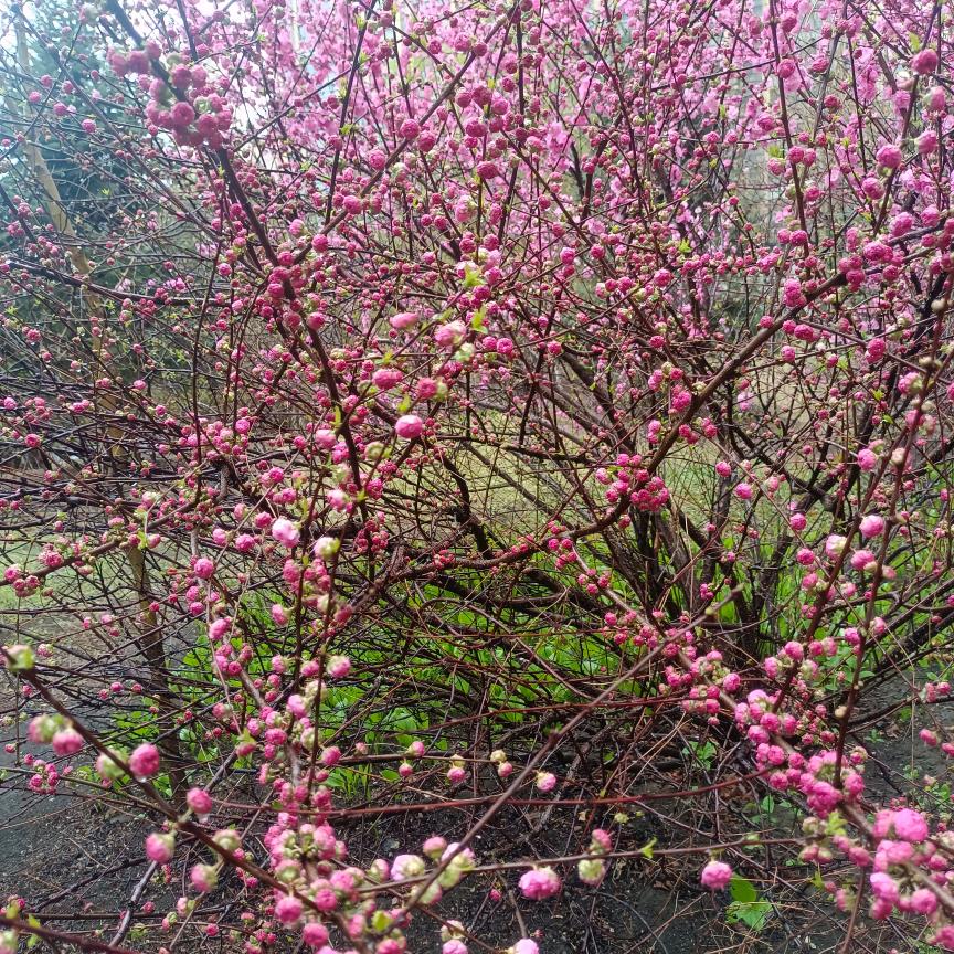 高价收各种废铁铜，铝，不锈钢