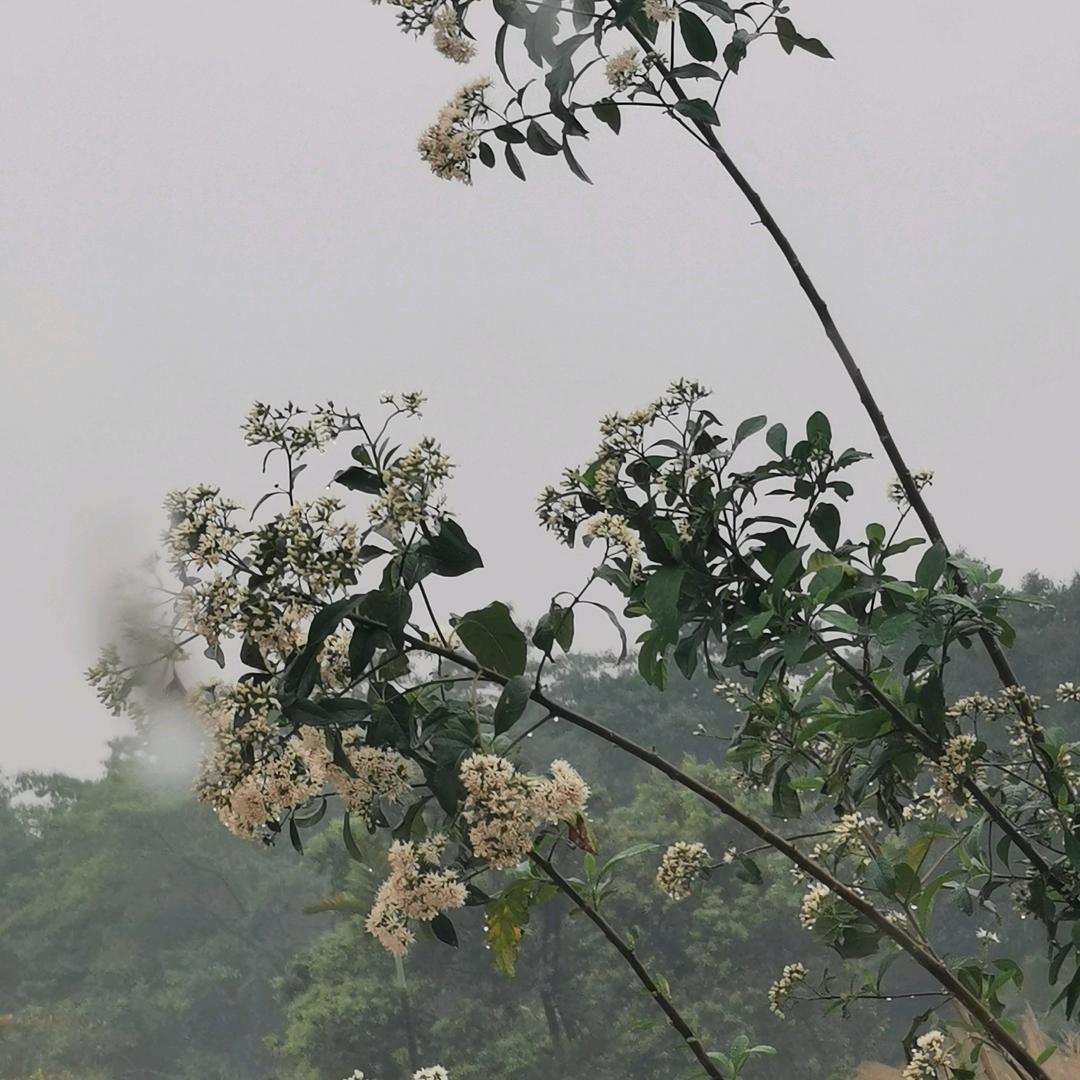 涅槃